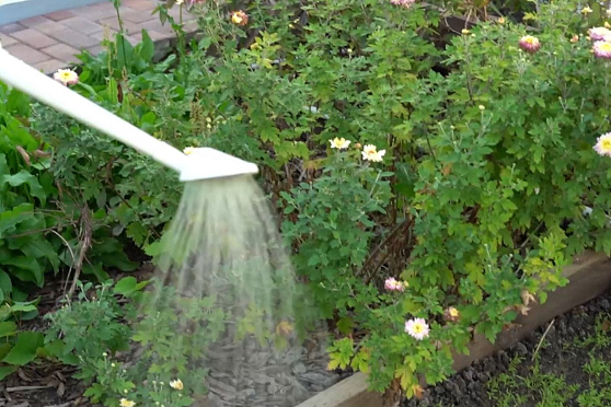 Вытяжки из ели, березы и борщевика. Дачные сезоны