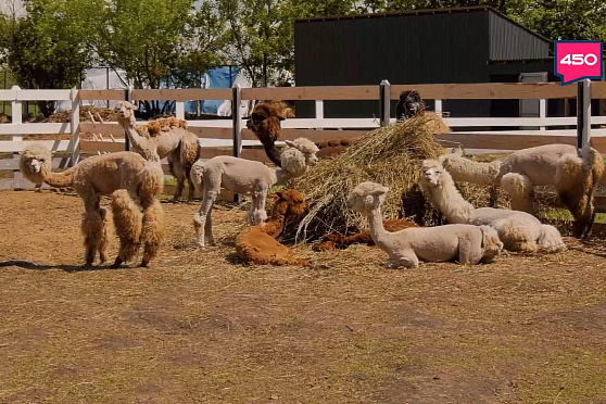 Семейный пикник-парк и альпакотерапия. Бизнес по любви