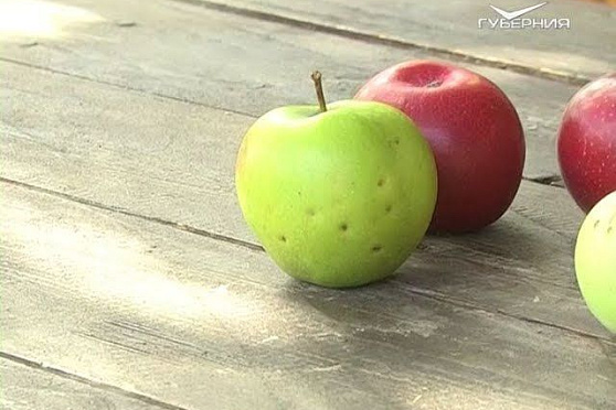 Новинки зимних сортов яблок. Удачные заметки от 23.10.2018