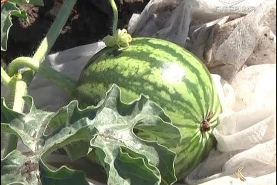 Как бороться с увяданием растений в жару. Дачные советы от 12.07.2018