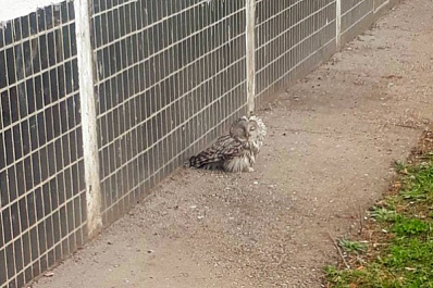 В Тольятти возле пятиэтажки на Степана Разина нашли сову