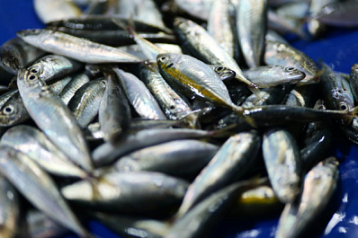 Самарский Роспотребнадзор за первые полгода 2025 изъял 40 партий рыбы