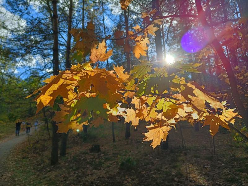 В Октябрьском парке Горького высаживают деревья