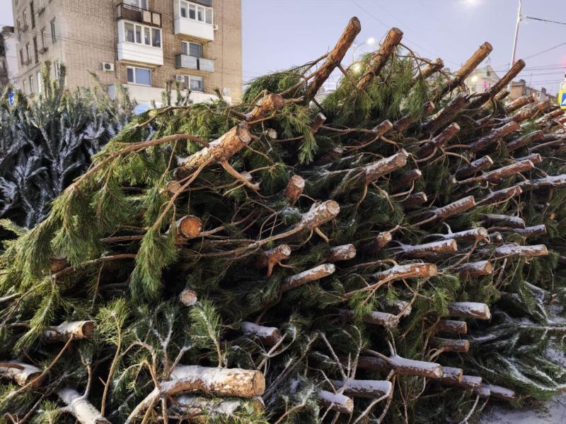 В Самару к Новому году начали завозить елки на продажу