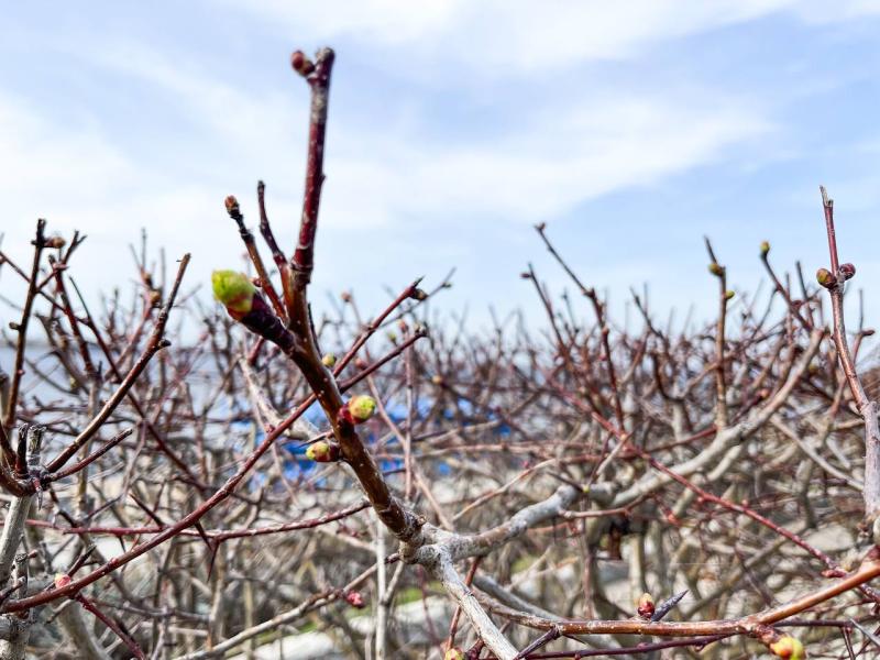 В Самарской области потепление придет на масленичной неделе