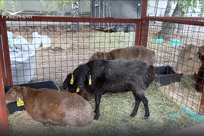 Фермеры Большеглушицкого района представили свои достижения на Поволжской агропромышленной выставке