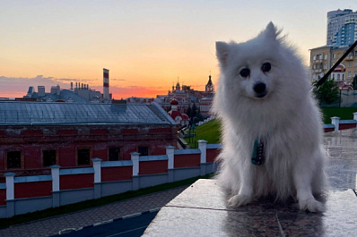 Кинолог Голубев раскрыл тонкости выбора щенка