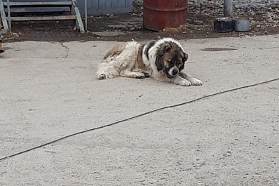 В Самарской области бездомный алабай набросился на спасателя