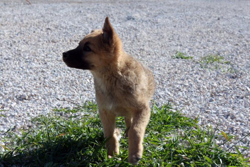 Стало известно, когда лучше заводить щенка
