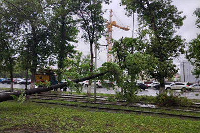 В Самаре штормовой ветер 20 мая повалил 34 дерева