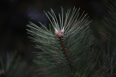 В Самаре успешно перезимовал саженец крымской сосны