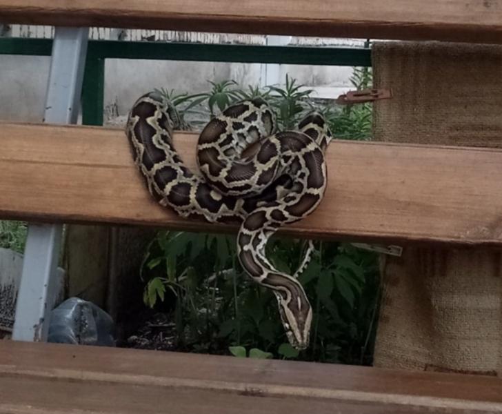 В Похвистневе на скамейке обнаружили огромного питона