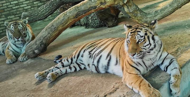 Амурские тигры Кактус и Кассандра стали лучшей парой Самарского зоопарка