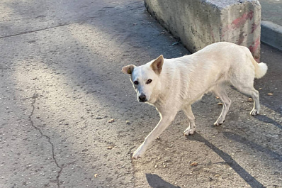 Ударил ножом и повез усыплять: мужчину обвиняют в издевательстве над собакой