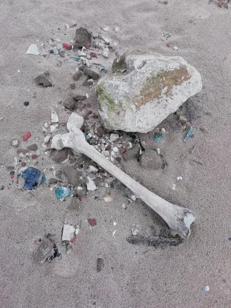 Житель Тольятти обнаружил на пляже человеческие кости