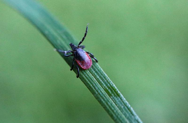 В сентябре в Самарской области наступил второй пик активности клещей