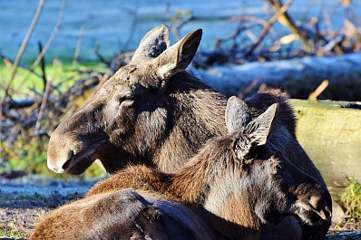 Видео с лосенком, переплывшим реку возле Сызранского кремля, покорило жителей губернии