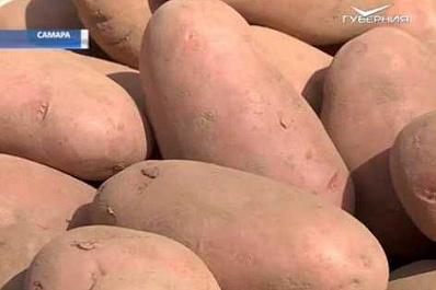 В Самарской области проверят рыночные цены на товары первой необходимости