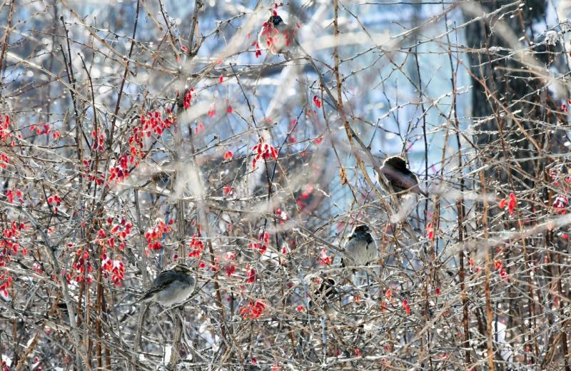 В Самарской области 5 марта потеплеет до +1 градуса
