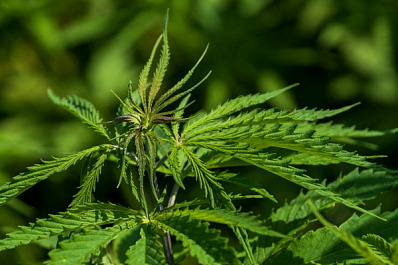 В Сызрани несколько соток конопли нашли под балконами домов 