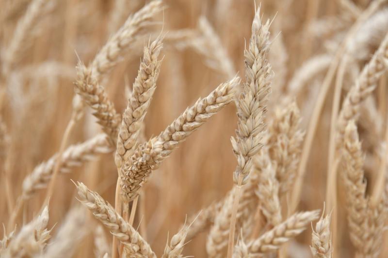 "Праздник единства и радости": Большечерниговский район отметил 90-летний юбилей