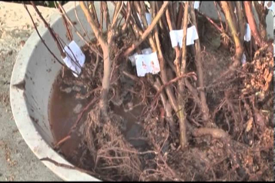 Дачные советы 19.09.2013 