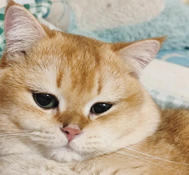 В Самаре пропал известный "кот-эскорт"