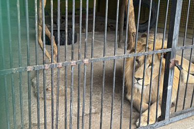 В Самаре построили новый вольер для льва и пумы