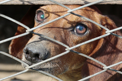 Сломал позвоночник и бросил: в Самаре спасают покалеченного пса