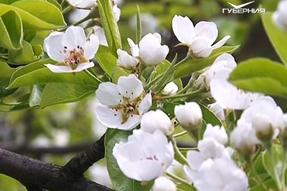 Удачные заметки 23.05.2017. Дачные советы. Уход за газоном. Препараты от вредителей