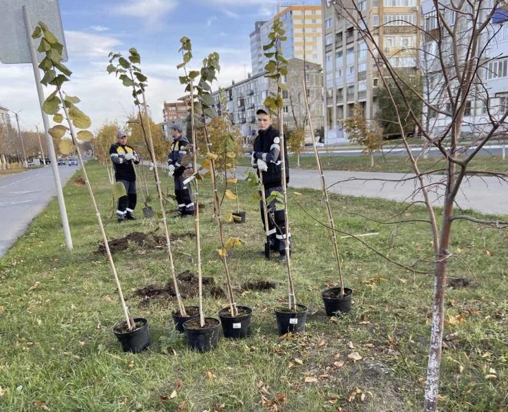 В Новокуйбышевске высадили новые деревья