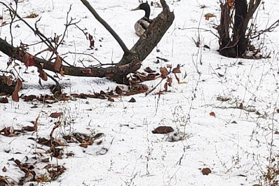 Заблудился: самарцы обнаружили огромного селезня на дороге