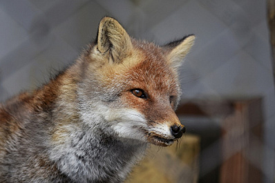 Закололи вилами: в Шигонском районе поймали лису с пеной у рта