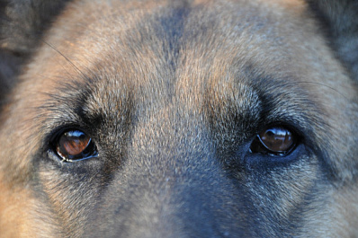 В Сызрани два друга спасли собаку, провалившуюся под лёд