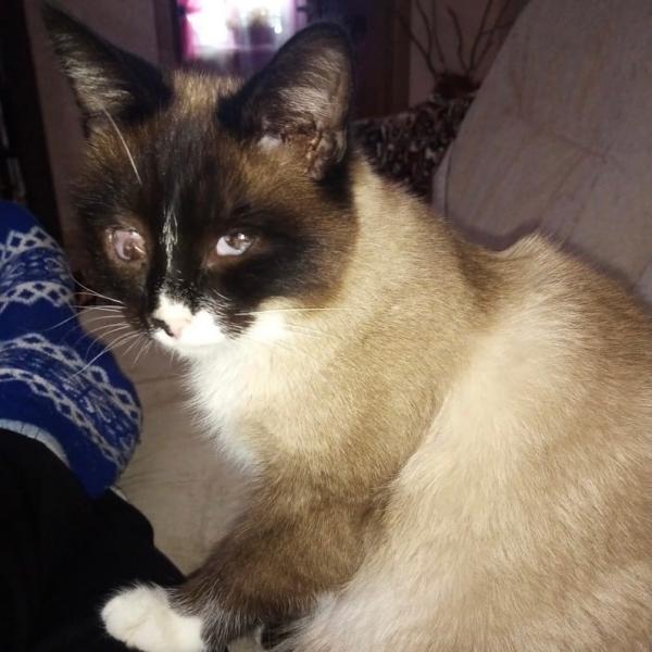 "Подцепил вирус и пошли осложнения": в Сызрани ищут новый дом для слепого кота