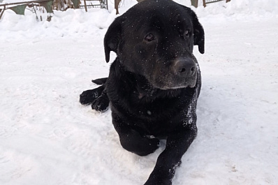 В Сызрани ищут чёрного лабрадора со швом на носу   