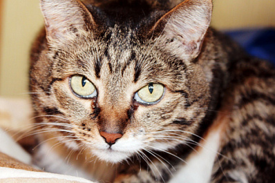 Хоронила кошек на балконе: жительницу Сызрани заставили привести квартиру в нормальное состояние