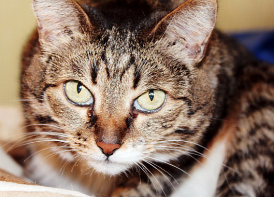 Название статьи