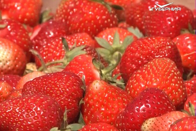 В Сызранском районе собрали щедрый урожай земляники