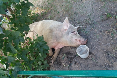 В Куйбышевском районе Самары во дворе поселилась свинья