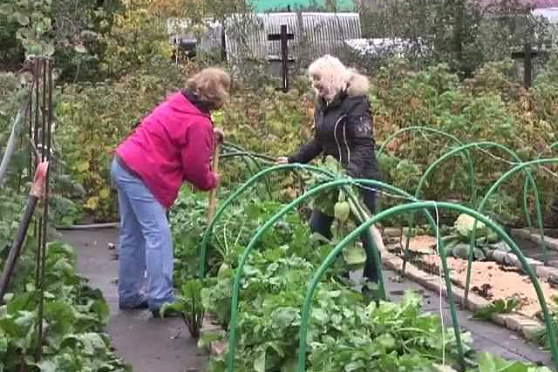 Дачные советы 11.10.2012