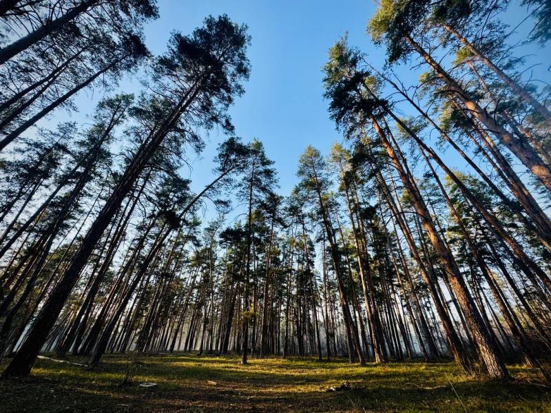 В Тольятти до 20 октября ввели запрет на посещение лесов