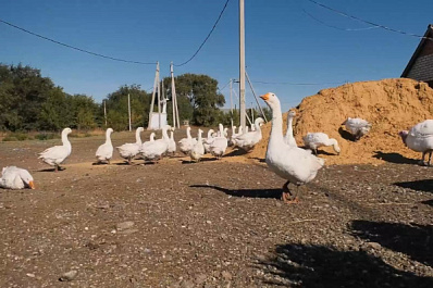 Как бывшая сотрудница банка превратилась в опытного птицевода в Самарской области