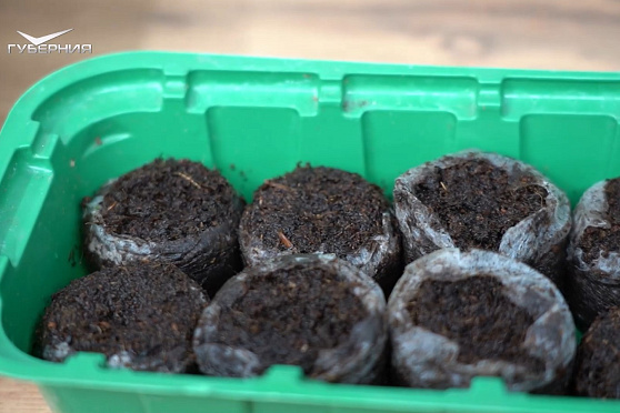 Пересаживаем перцы и подкармливаем огурцы. Дачные сезоны