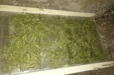 В Самарской области задержали мужчину с 300 гр наркотиков