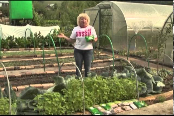 Дачные советы 08.08.2013