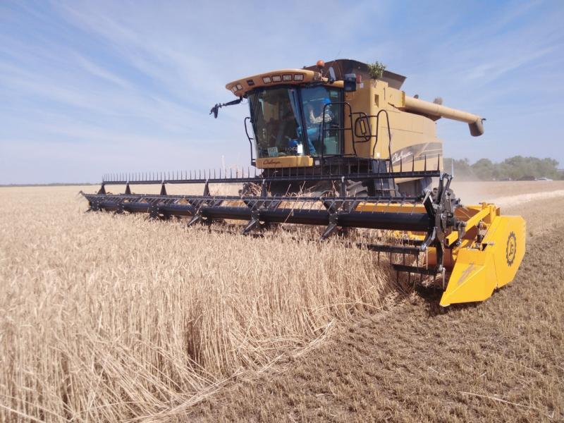В Самарской области началась массовая уборка озимых