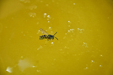 Россельхознадзор предупредил об опасном меде из Карелии