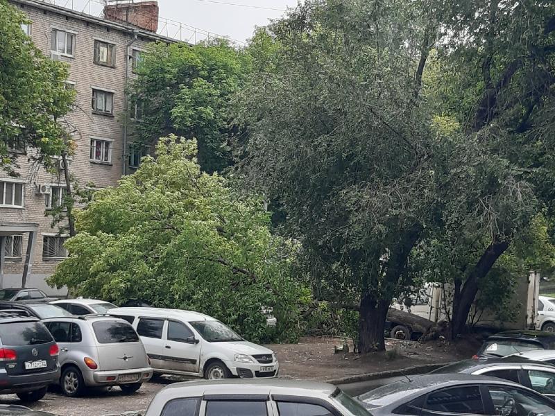 В Самаре дерево упало на стоянку автомобилей