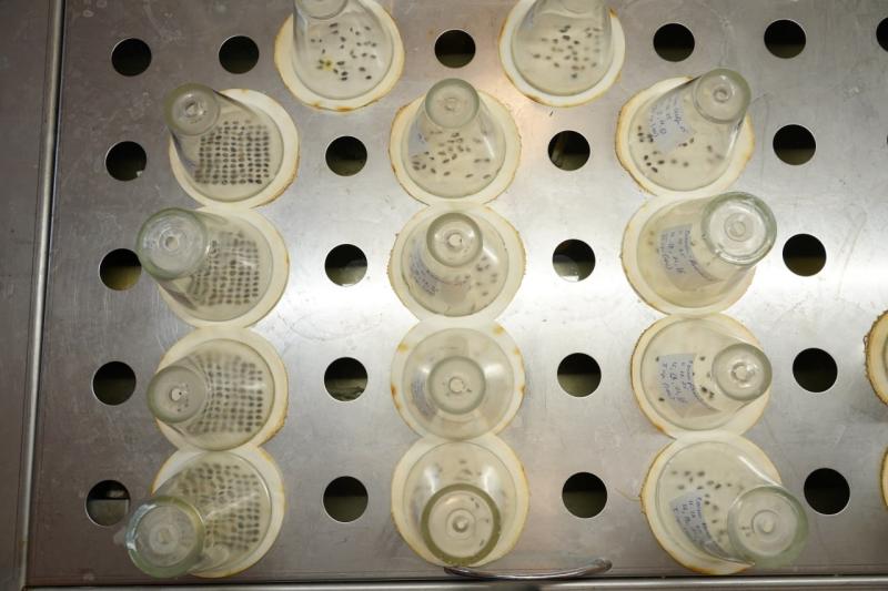 В Самарской области завершается экспертиза семян для лесовосстановления 2026 года